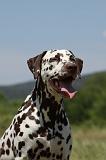 DALMATIEN 391